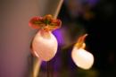 orchidees senat 016 * 4368 x 2912 * (4.21MB)